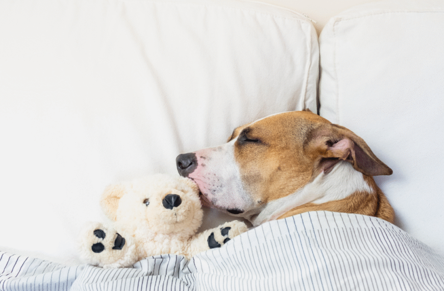 Meditazione per dormire: che cos’è e come praticarla